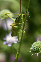 bush cricket.jpg
